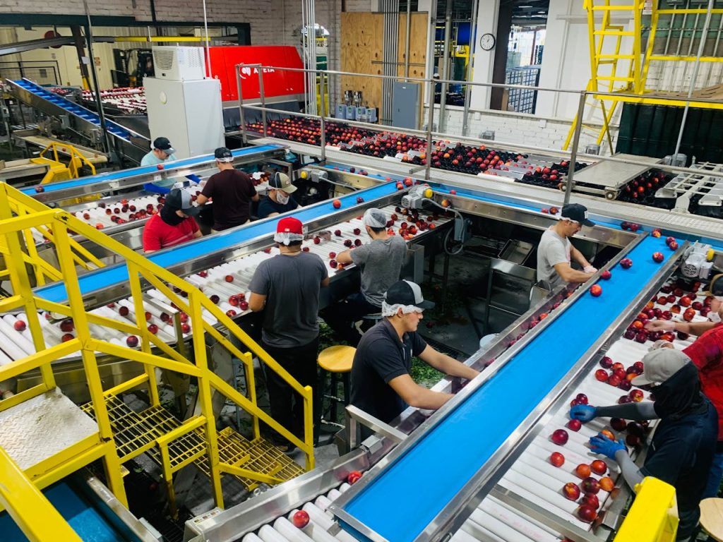A busy factory with workers sorting red apples on conveyor belts indoors.